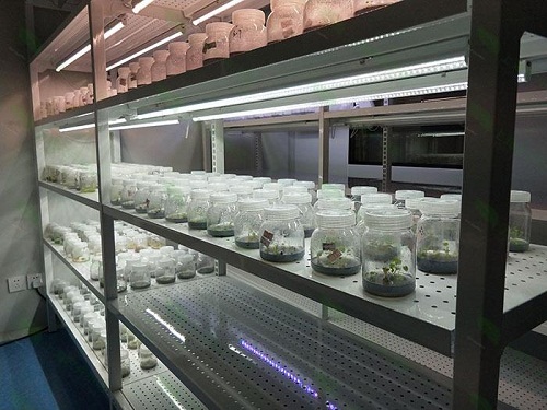 万州植物组织培养实验室设计建设方案